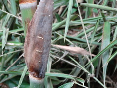 Rhinastus latisternus