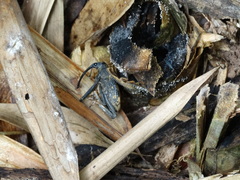 Rhinastus latisternus