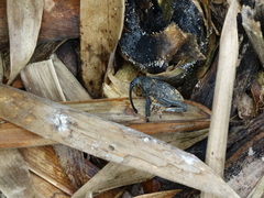 Rhinastus latisternus