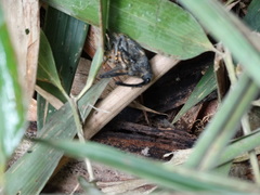 Rhinastus latisternus