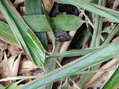 Rhinastus latisternus