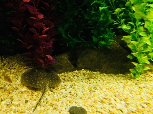Potamotrygon motoro
