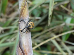 Rhinastus latisternus