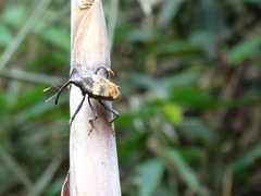 Rhinastus latisternus