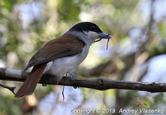 Schetba rufa occidentalis