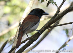 Schetba rufa occidentalis