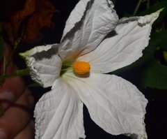 Polyclathra cucumerina