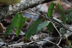 Brexiella