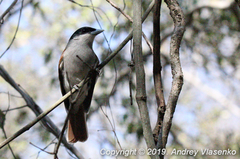 Schetba rufa occidentalis