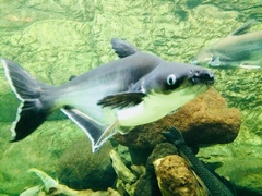 Pangasianodon
