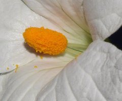 Polyclathra cucumerina