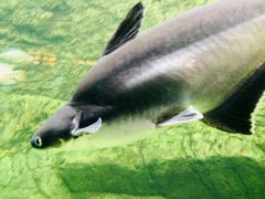 Pangasianodon