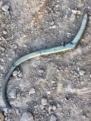 Chalcides chalcides