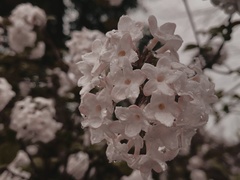 Viburnum carlesii