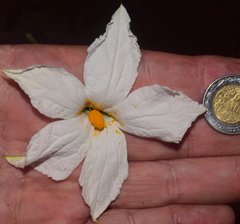 Polyclathra cucumerina