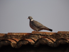 Columba palumbus