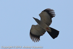 Leptosomus discolor discolor