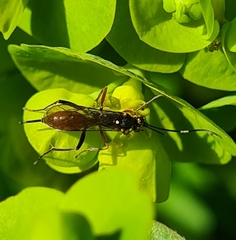 Ischnus inquisitorius