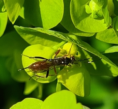 Ischnus inquisitorius