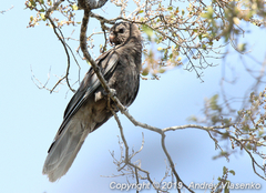 Coracopsis vasa drouhardi