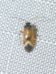 Ceratocapsus apicalis
