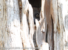 Lepilemur hubbardorum
