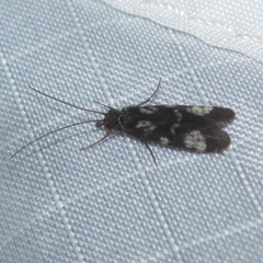 Chimarra texana