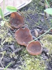 Dumontinia tuberosa