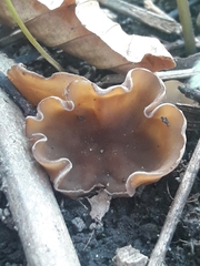 Dumontinia tuberosa