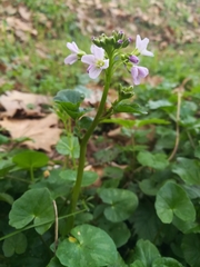 Cardamine raphanifolia