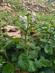 Cardamine raphanifolia