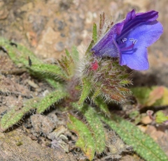 Echium creticum