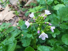 Cardamine raphanifolia
