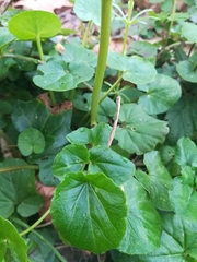 Cardamine raphanifolia