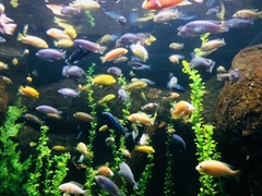 Nimbochromis venustus