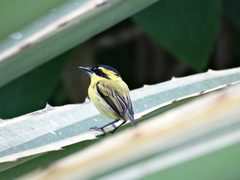 Todirostrum chrysocrotaphum