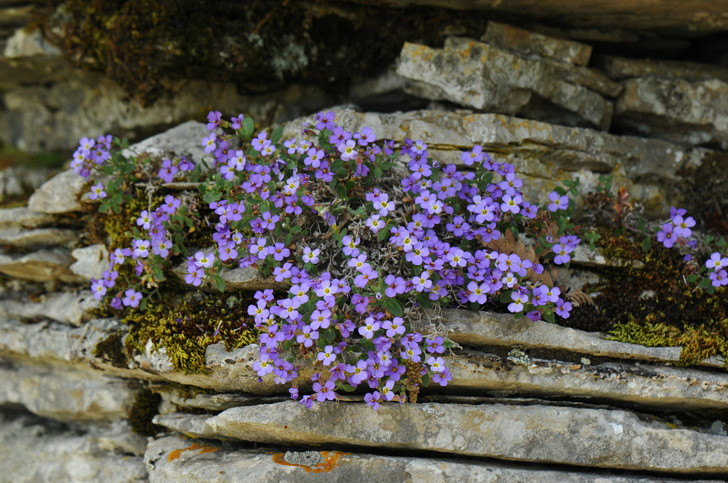 Aubrieta scardica