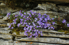 Aubrieta scardica