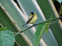 Todirostrum chrysocrotaphum