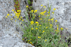 Aurinia saxatilis