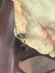 Coccinellidae