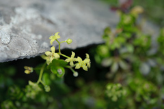 Galium tarokoense