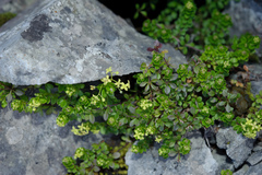 Galium tarokoense