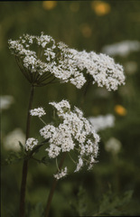Chaerophyllum hirsutum