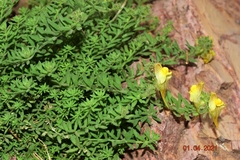 Linaria verticillata verticillata