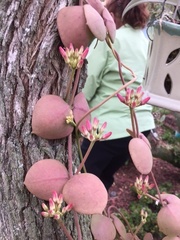 Condamineeae