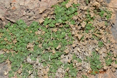 Teucrium rotundifolium