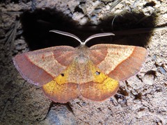 Metarranthis obfirmaria