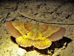 Metarranthis obfirmaria