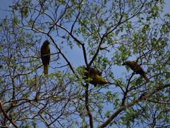 Psarocolius bifasciatus